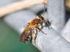 Andrena helvola